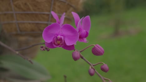 guarianthe skinneri orchidaceae flor púrpura guaria