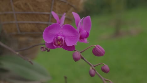 guarianthe skinneri orchidaceae flower purple guaria