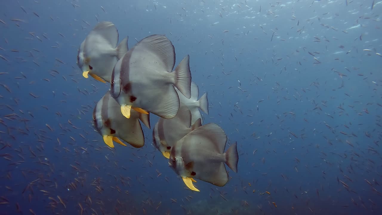 A small group of Spadefish, also know as Batfish having out in blue water with hundred of anchovies behind them