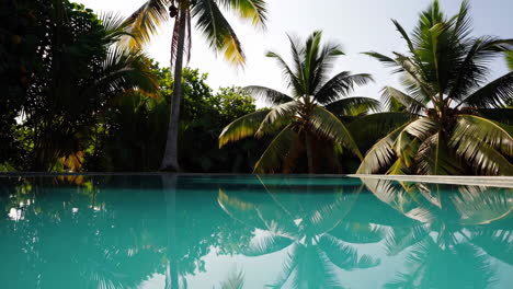 tropical pool with palm tree reflections