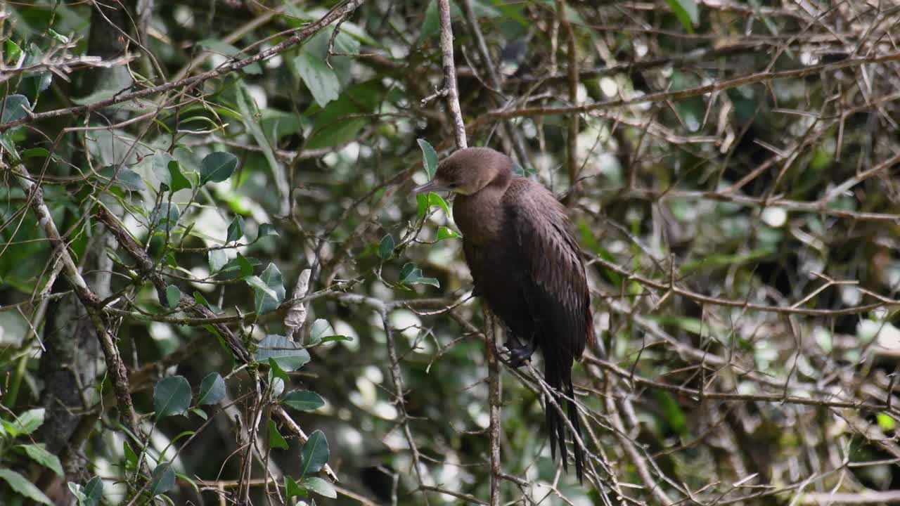 pequeño cormorán, microcarbo niger, mira a su alrededor mientras está encaramado en una ramita mientras el viento sopla en el parque nacional kaeng krachan