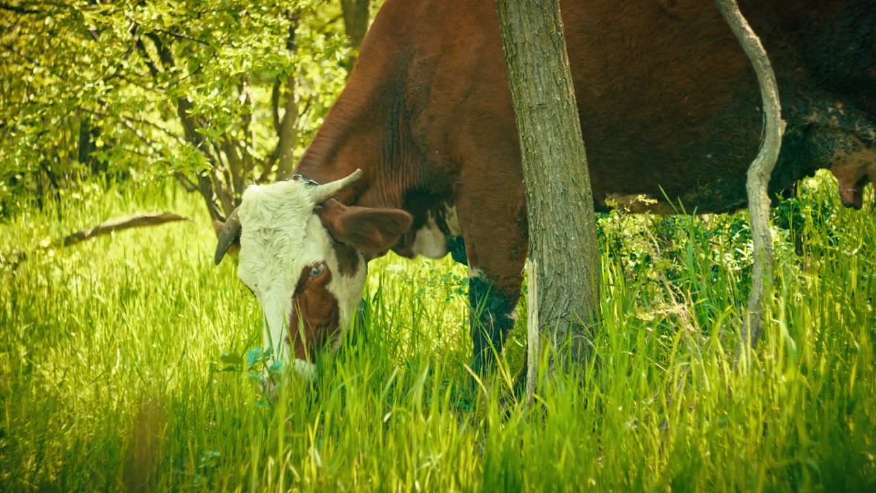 Naturskønne optagelser af fritgående køer, der græsser fredeligt på en frodig skovlysning. Høj kvalitetsoptagelse af husdyr i deres naturlige habitat, der fanger en stille sommerdag på landet.