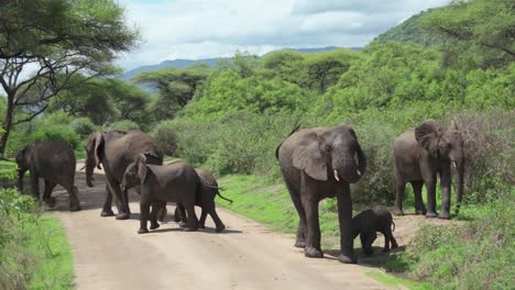 a heard of elephants protect an infant elephant as they cross the road, flapping their ears as a warning