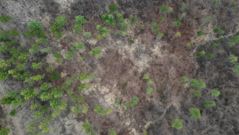 Wasteland-with-lots-of-grey-grass-and-some-green-trees