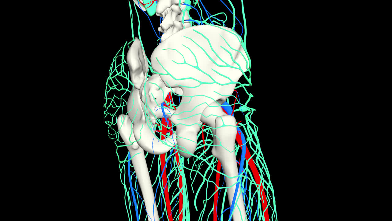 Human Hip Anatomy - Skeleton, Blood Vessels, and Lymphatic System