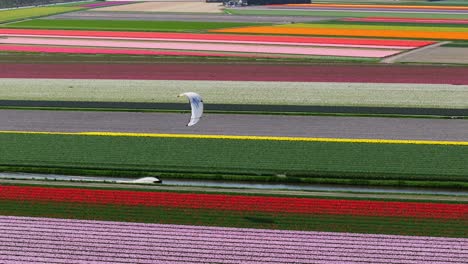 Weite-Luftaufnahme-Eines-Kiteboarders,-Der-Einen-Kanal-Zwischen-Den-Wunderschönen-Tulpenfeldern-In-Voller-Blüte-Hinunterrast