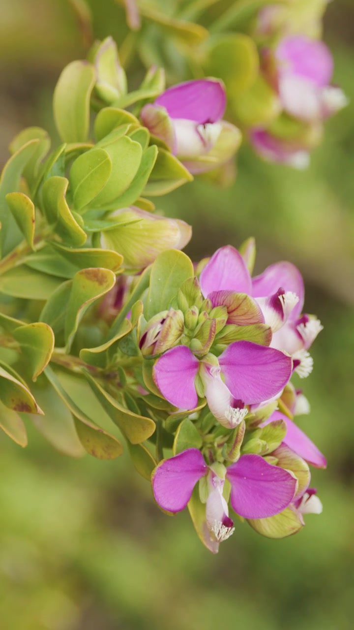 Bunga Polygala myrtifolia ungu bergoyang lembut di luar ruangan, tertangkap dalam cahaya matahari alami yang lembut.