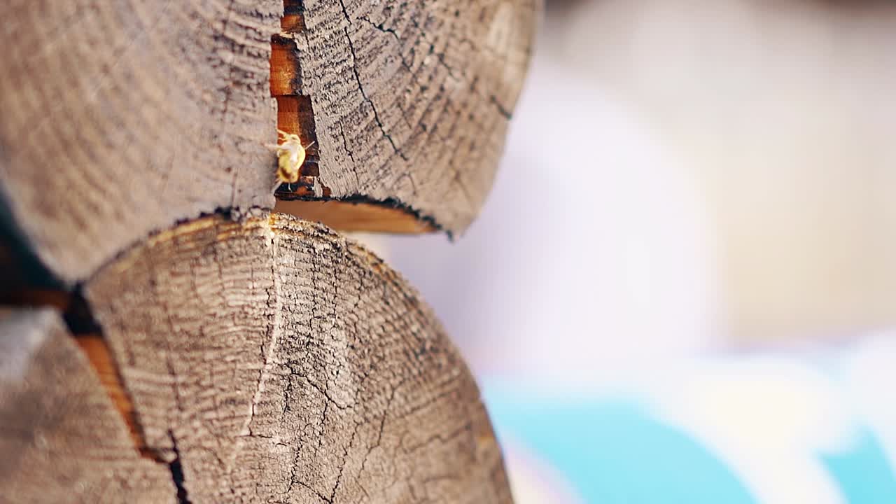 Nahaufnahme Zeitlupe Wespen kommen an, bauen ein Nest zwischen den Holzstämmen im hölzernen Sommerhaus.