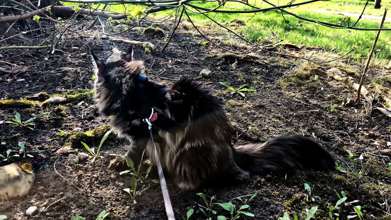Maine Coon cat on a leash enjoys the sunshine, exploring and digging playfully in the soil