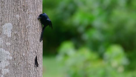 Der-Drongo-Mit-Größerem-Schlägerschwanz-Ist-Für-Seinen-Schwanz-Bekannt,-Der-Wie-Ein-Schläger-Aussieht