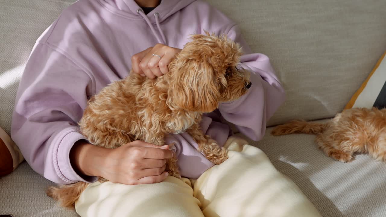 Persona che accarezza un tenero cane riccio su un divano