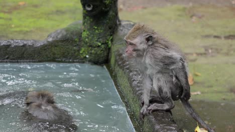 Animal-Macaco-Contempla-Unirse-A-La-Tribu-De-Los-Monos,-Diversión-Húmeda,-Cámara-Lenta