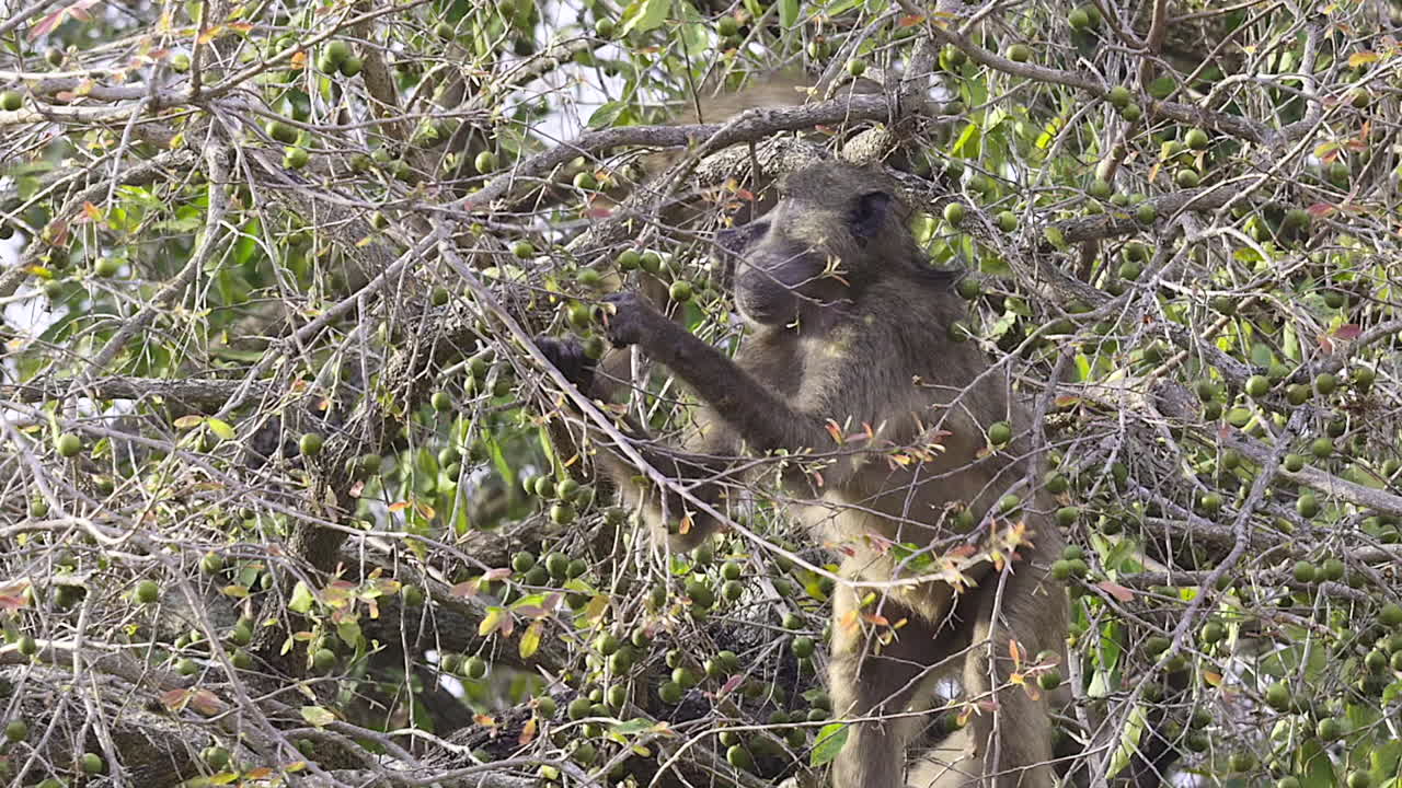 babuino chacma recogiendo frutos de marula de un árbol, primer plano de un adulto con la boca llena