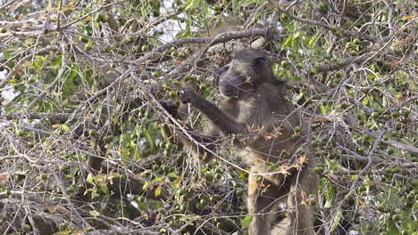 Chacma-Baboon-collecting-Marula-fruits-from-a-tree,-close-up-from-an-adult-with-mouth-full