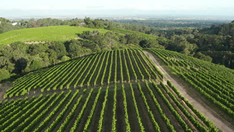 Luftaufnahme:-Constantia-Glenn-Sonnenuntergang-Weinreihen