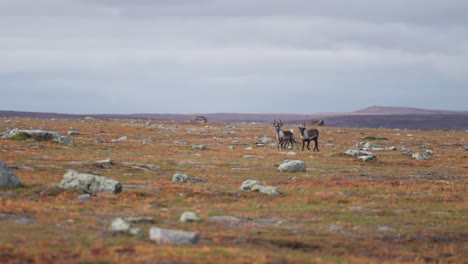 Los-Renos-Trotan-A-Través-De-La-Extensión-De-La-Tundra-Otoñal.