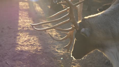 Rangifer-Tarandus-Caribou-Standing-Inside-The-Cage-Against-Sunny-Morning-In-Arendel-Norwegian-Village,-Zagorow-Poland