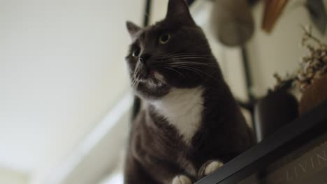 gray and white cat perched on wooden cabinet