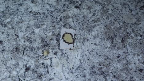 ants eating poison on counter on white cardboard top view