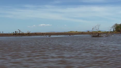 Dead-trees-in-the-Tarcoles-river-in-Costa-Rica