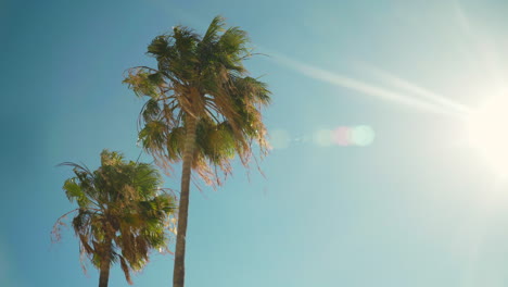 palmeras en un día soleado meciéndose en el viento durante el verano