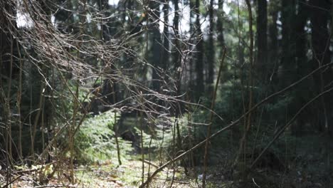 in the forest spiders cobwebs