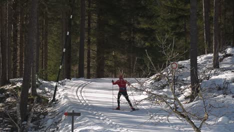 crosscountry skiing on gentle slope in the trees, woods, in italian alps