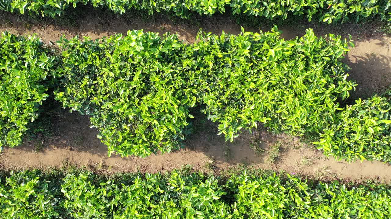 vista aérea de una plantación de té