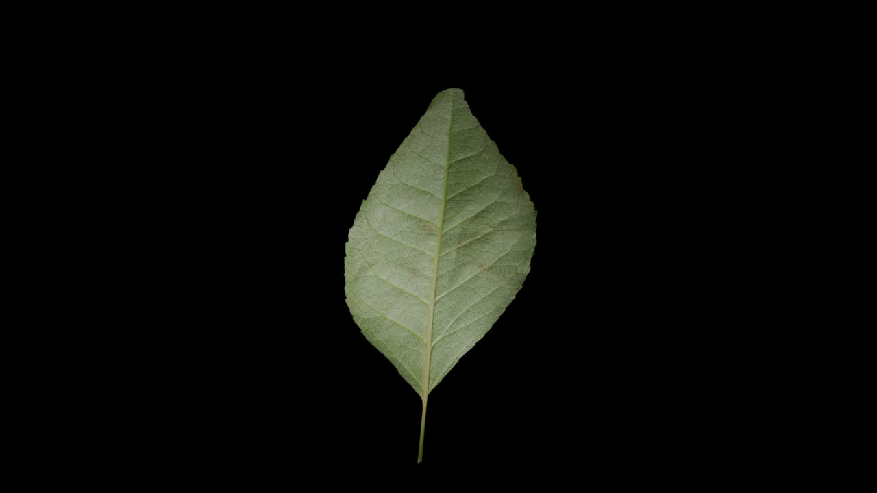 Close-up of a single green leaf on a black background