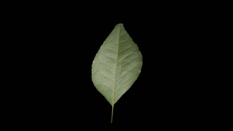 close-up of a single green leaf on a black background