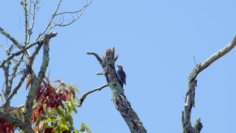 Red-bellied-woodpecker-on-a-tree-trunk-and-branches