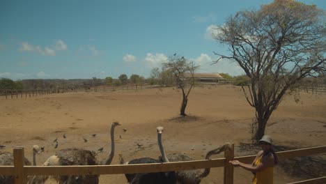 avestruz comiendo de las manos de una modelo antes de huir en esta granja de avestruces africana