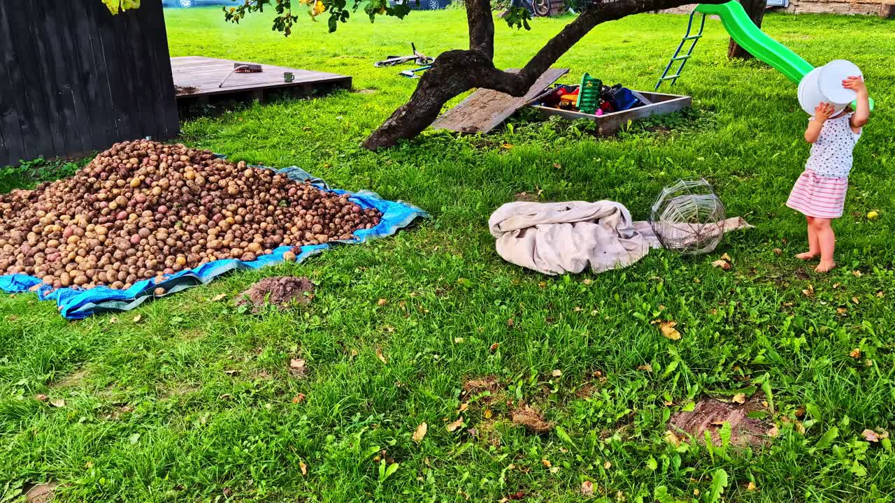 Child standing near large potato harvest pile in backyard garden with play area