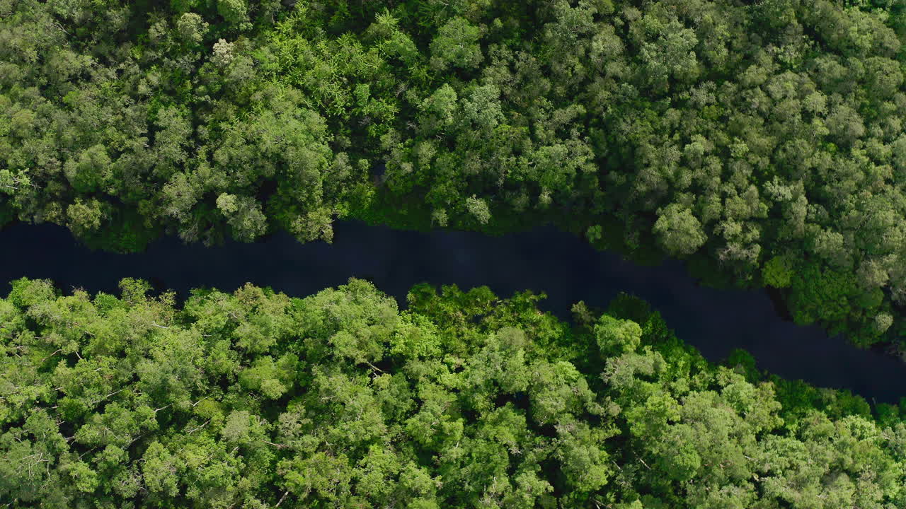vista aérea de un río que serpentea a través de un bosque exuberante