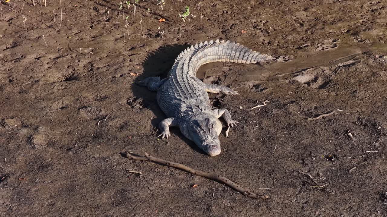 A saltwater crocodile lies motionless on a muddy riverbank under bright sunlight, showcasing its textured scales and powerful presence