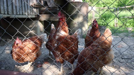 many red chickens on a summer day in the village