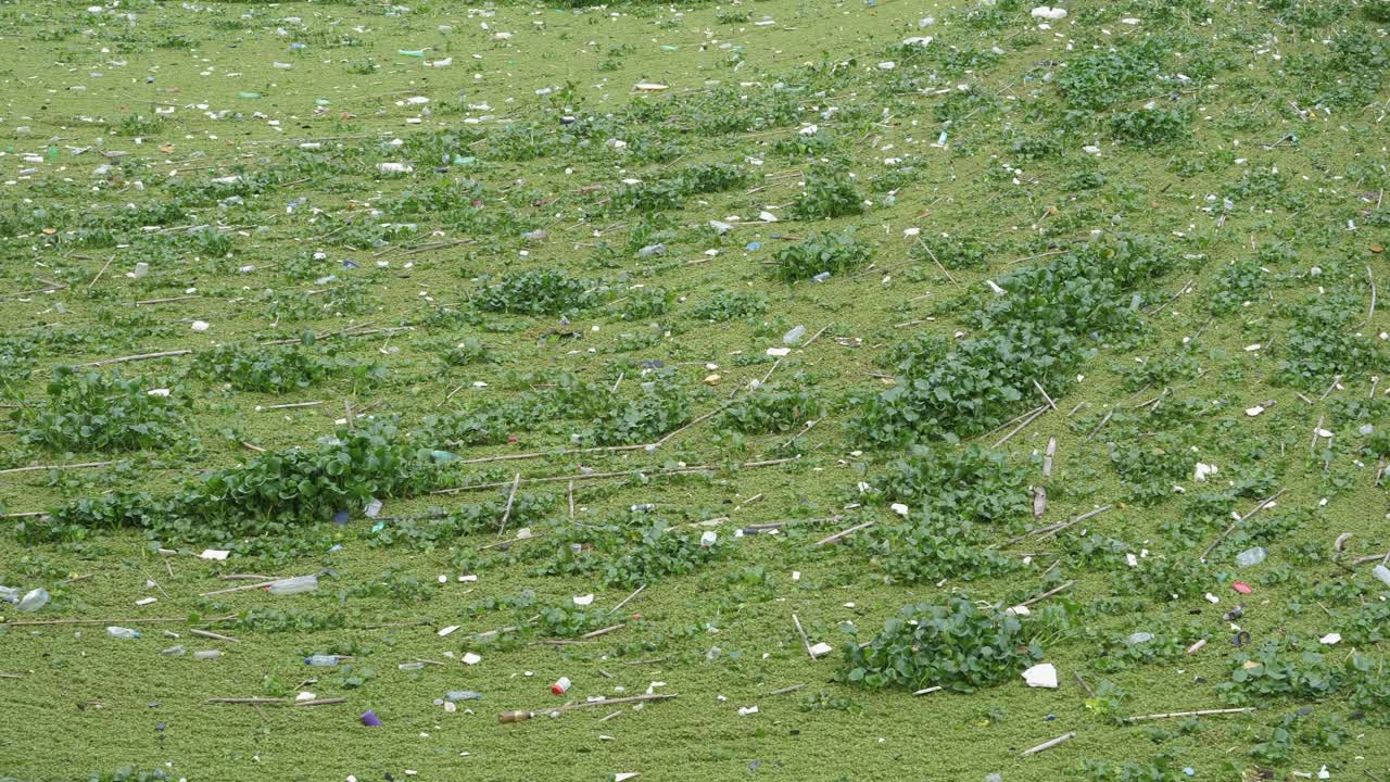느린 팬: 침습성 수생 잡초와 쓰레기로 덮인 호수 표면