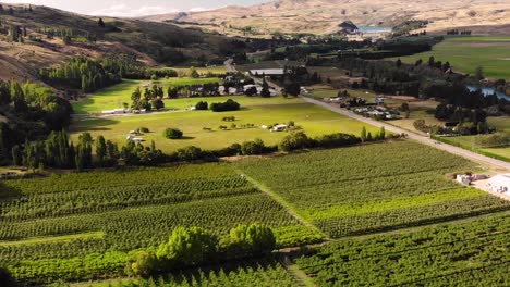 Beautiful Landscape Scenery Of Lush Cherry Trees In The Orchard Near Roxburgh Village In Central Otago, New Zealand After Harvest Season - aerial drone