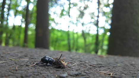 a dor beetle crawls on a forest floor in the middle of the day