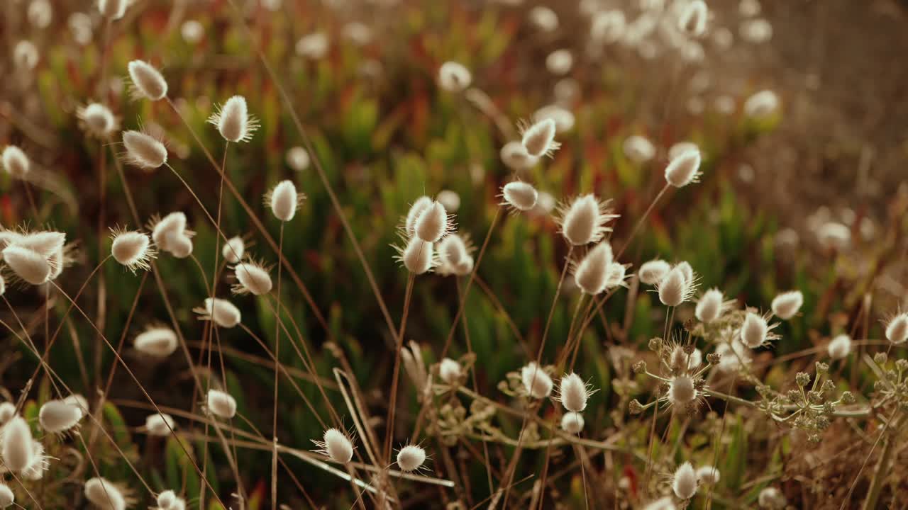 Soft focus of fluffy wild grass growing in meadow