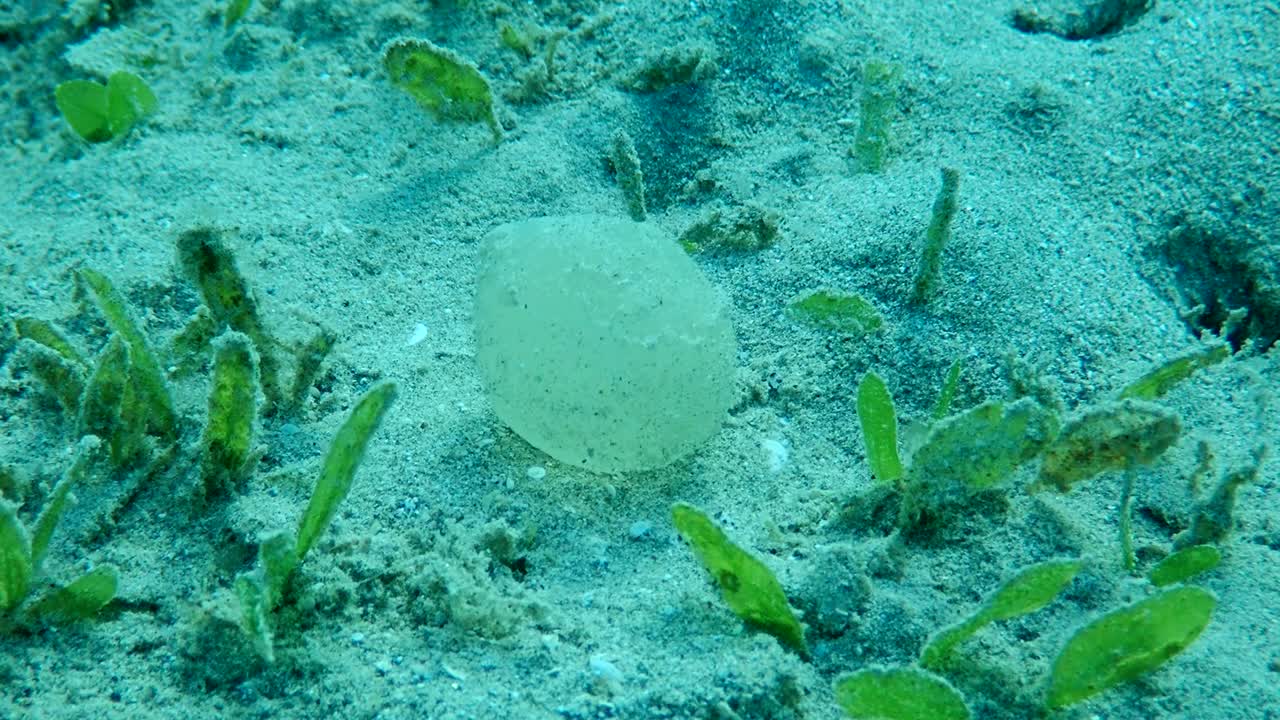 은 바닥에 있는 젤리 모양의 달, 달의 보호 데기, 바다 풀 사이에서 바닥에 붙어있는 아레니콜라 마리나, 낮은 각도, 수중, 홍해, 이집트 (수중 )