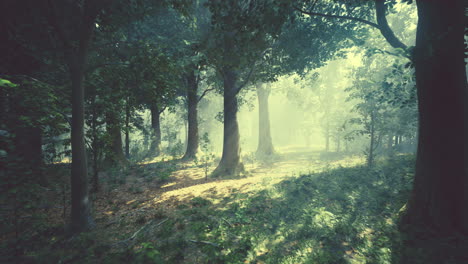 sunlight streaks through the foggy forest