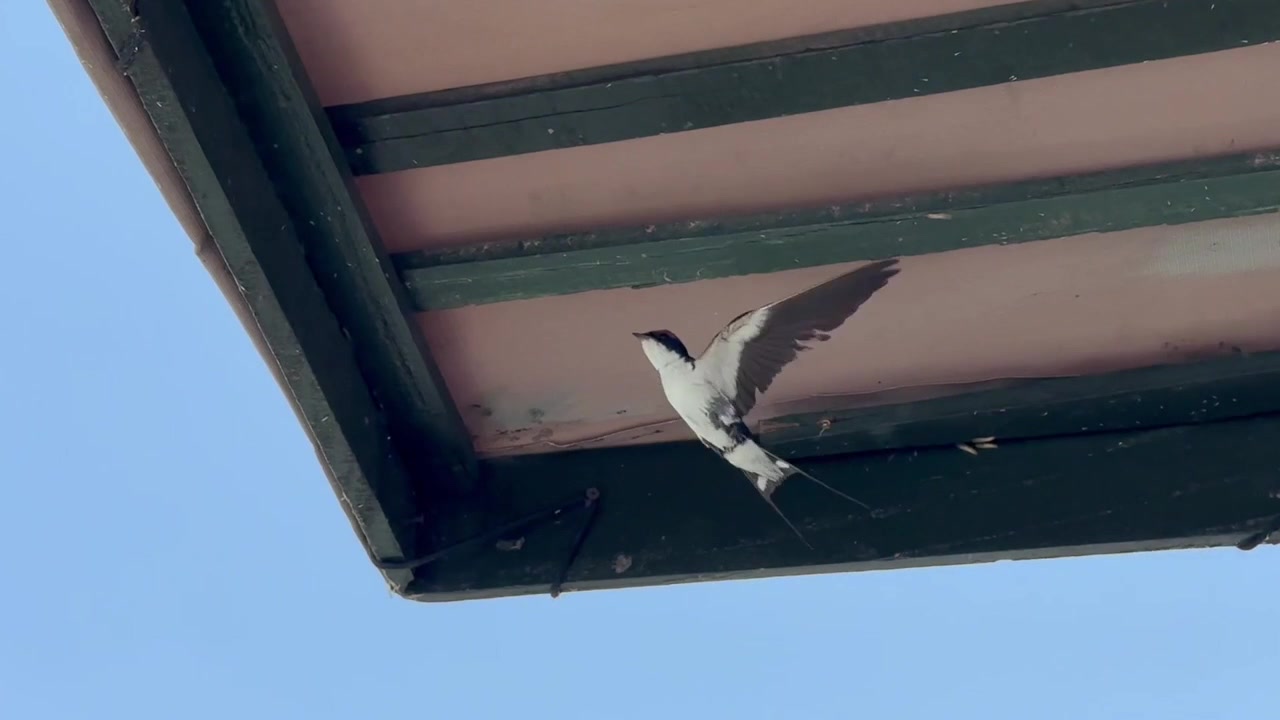 Wire-tailed swallow (Hirundo smithii) tries to find insects under the boat roof sailing on the Shire River. Liwonde National Park. Malawi.