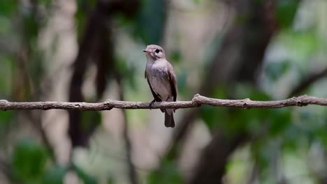 El-Papamoscas-Marrón-Asiático-Es-Un-Pequeño-Pájaro-Paseriforme-Que-Se-Reproduce-En-Japón,-Himalaya-Y-Siberia