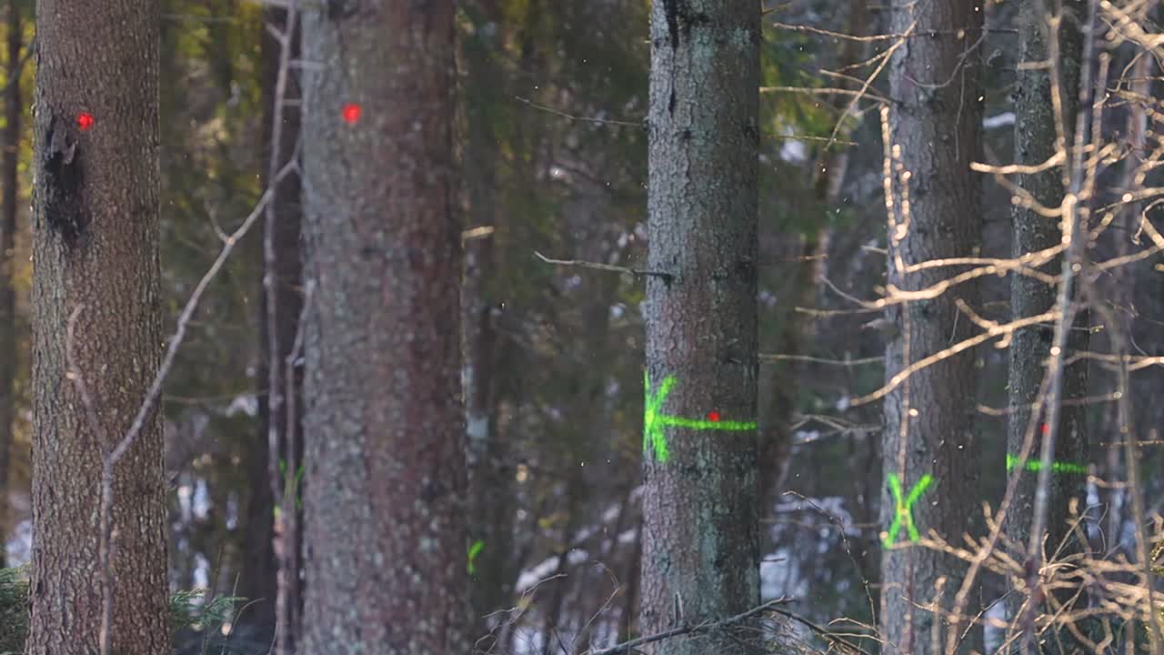 Trær i en snødekt skog er merket med knallgrønne spraymalesymboler, som indikerer utvalgte stammer for skogbruksarbeid i et stille vinterlandskap.