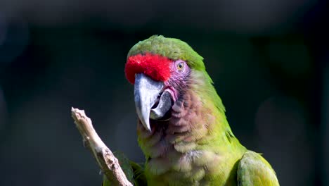 Un-Primerísimo-Plano-De-Un-Hermoso-Guacamayo-De-Frente-Roja,-Una-Especie-En-Peligro-De-Extinción-De-Bolivia