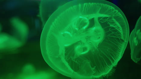 jellyfish illuminated by green light