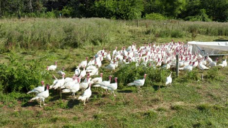 Pavos-Domesticados-Blancos-En-Pastizales-De-Pastizales-Abiertos-De-Rango-Libre