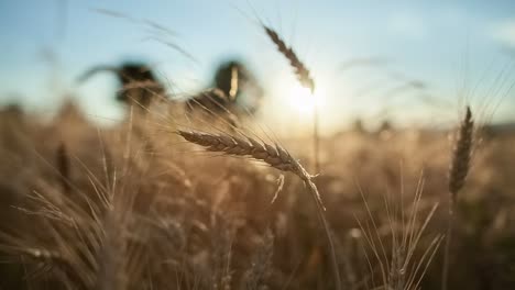 Spike-In-Nahaufnahme-Mit-Sonne-Im-Hintergrund