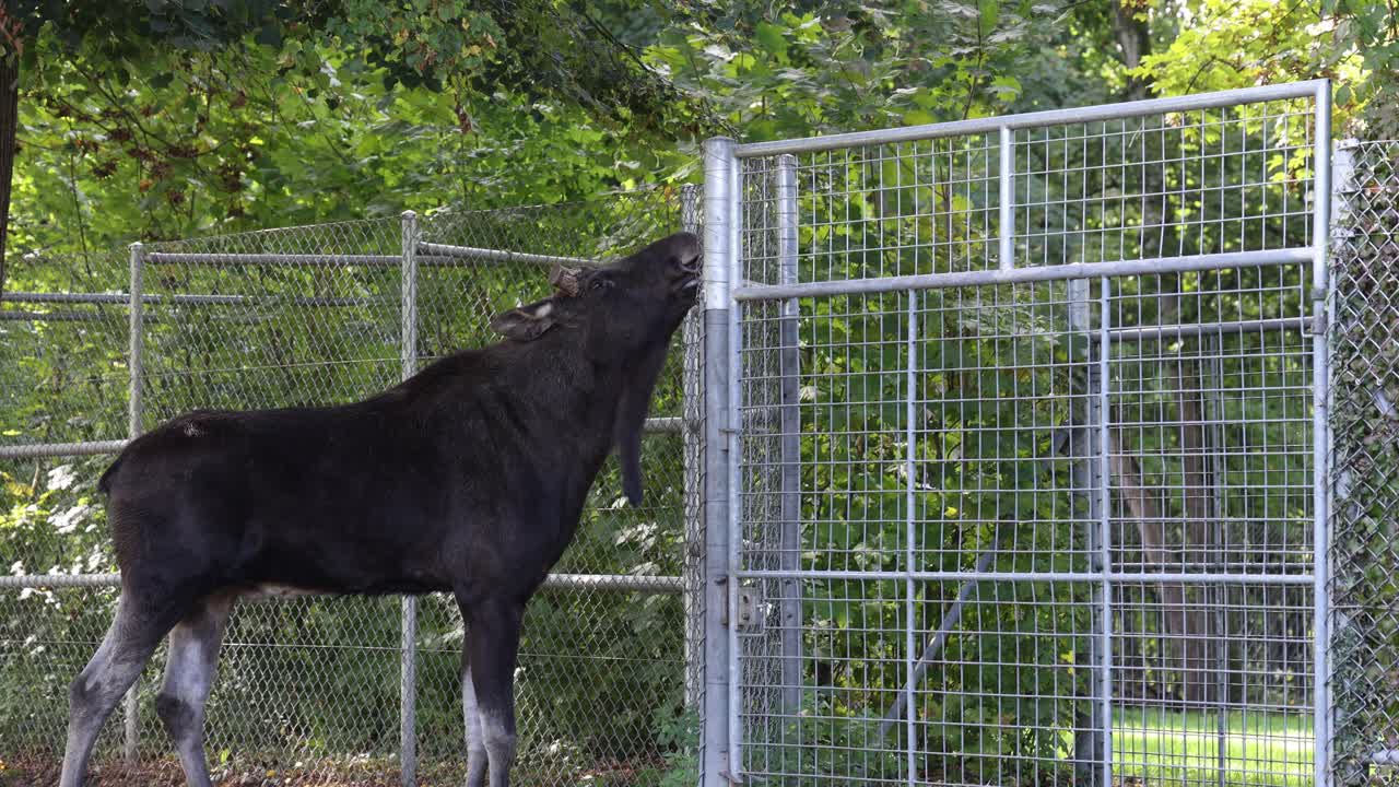 Adult moose biting a metal fence in the zoo